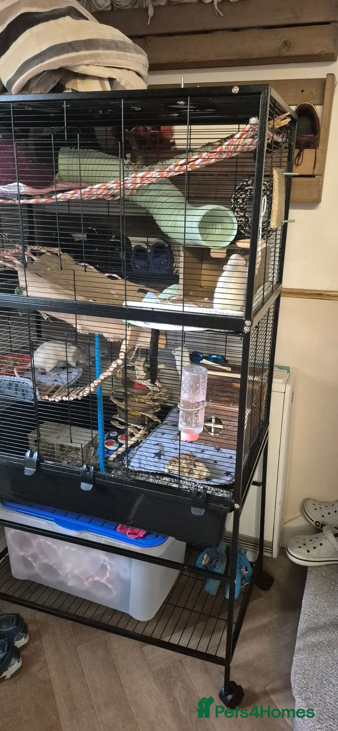 Rat rodents for sale: 2 female rats in Warminster - Advert 1
