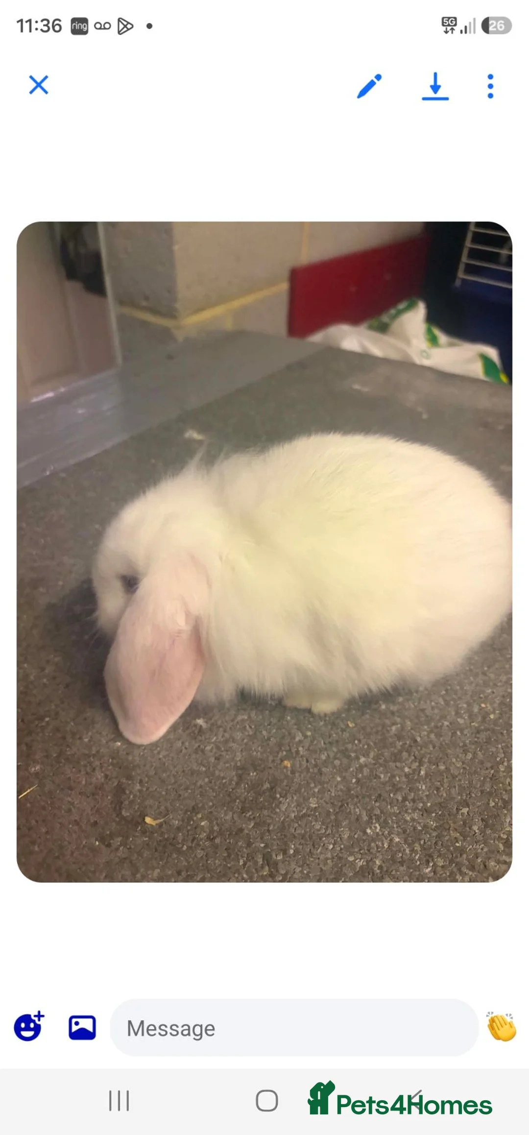 Mini Lion Lop rabbits for sale: Blue eyed White Lion Lop Doe - Advert 4