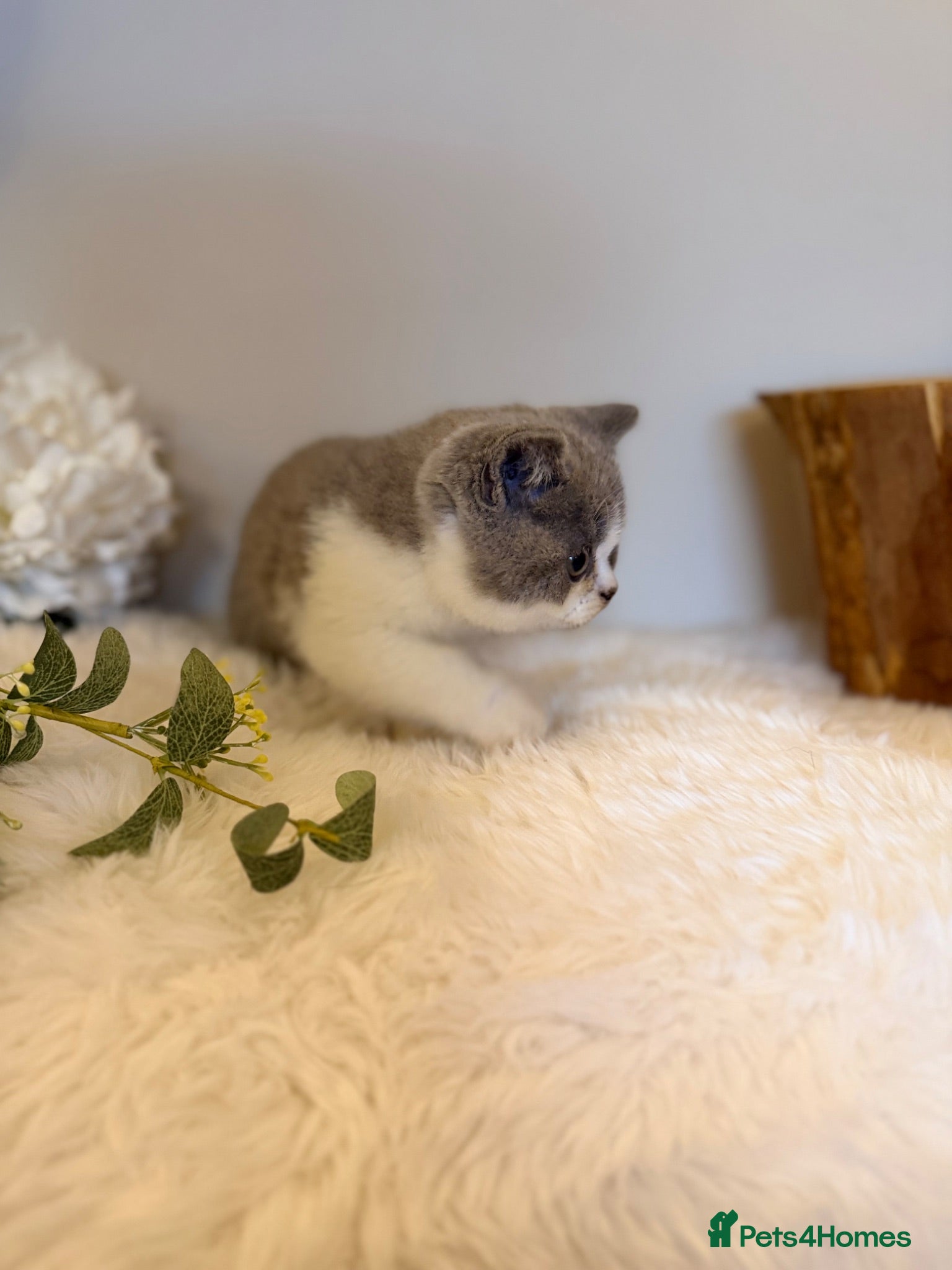 British Shorthair cats Full Pedigree Registered Breeder BSH Kittens  - Advert 7