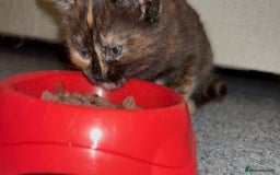 Maine Coon cats for sale: Part Maine Coon READY 8th December  - Advert 15