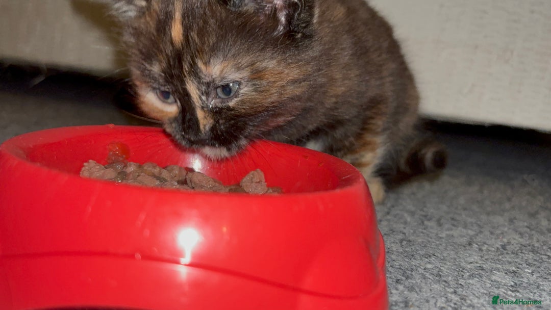 Maine Coon cats for sale: Part Maine Coon READY 8th December  - Advert 15