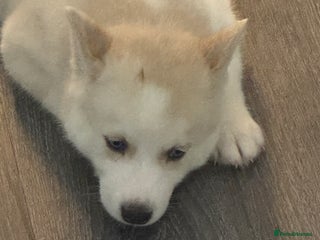 Siberian Husky dogs - Advert 8