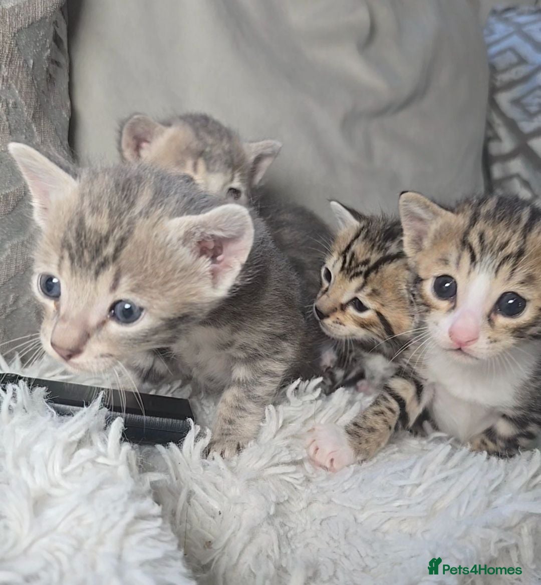 Bengal cats 🐾 Show-Stopping Savannah x Bengal  🐆 2 left - Advert 1