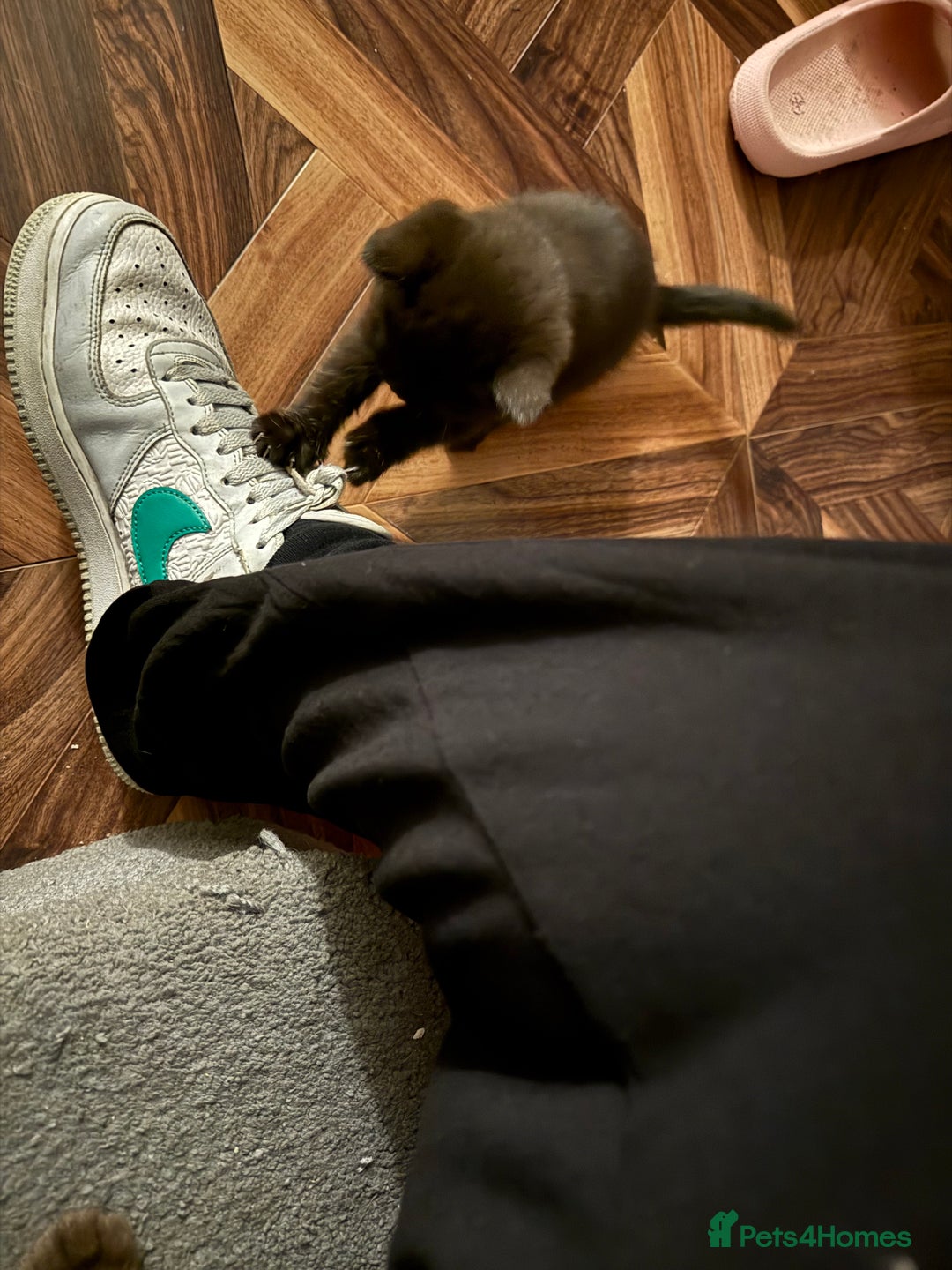 British Shorthair cats for sale: Last kitten - Dark Chocolate BSH - Advert 11