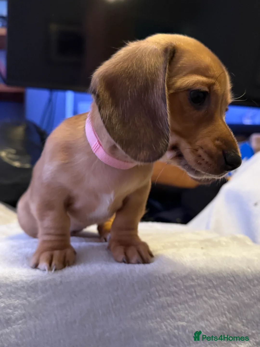 Miniature Dachshund dogs for sale: Ready now! KC miniature dachshund - Advert 3