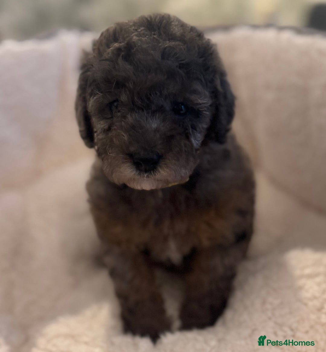 Cockapoo dogs for sale: 🌟 ADORABLE Cockapoo puppies 🌟 ready to leave 🐾 - Image 13