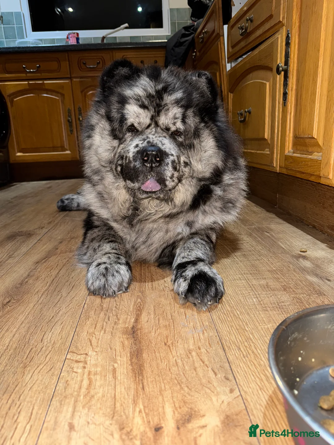 Chow Chow dogs for stud: Zoro Black Merle STUD Carrying Blue 💙 & Choc 🍫 - Advert 8