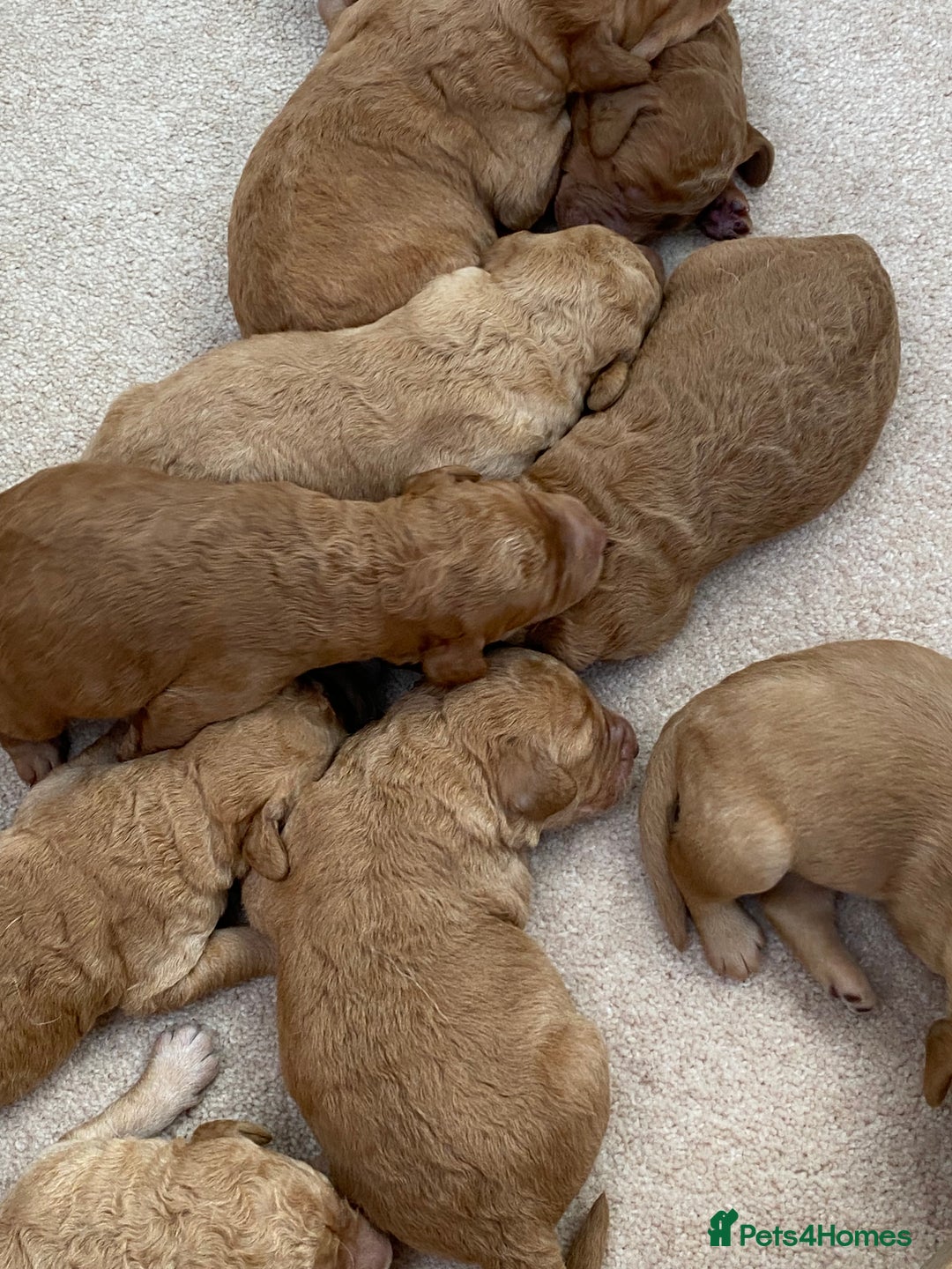 Labradoodle dogs for sale: F1 Red Miniature Labradoodles  - Advert 8