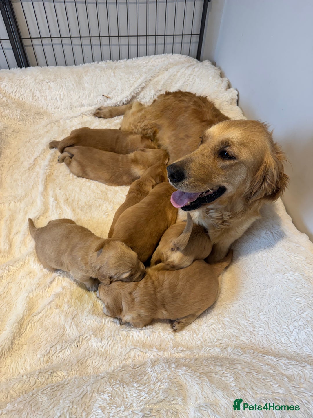 Golden Retriever dogs for sale: Beautiful KC Golden Retriever’s Health tested - Advert 8