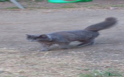 Maine Coon cats for sale: 2 year old female cat  - Image 2