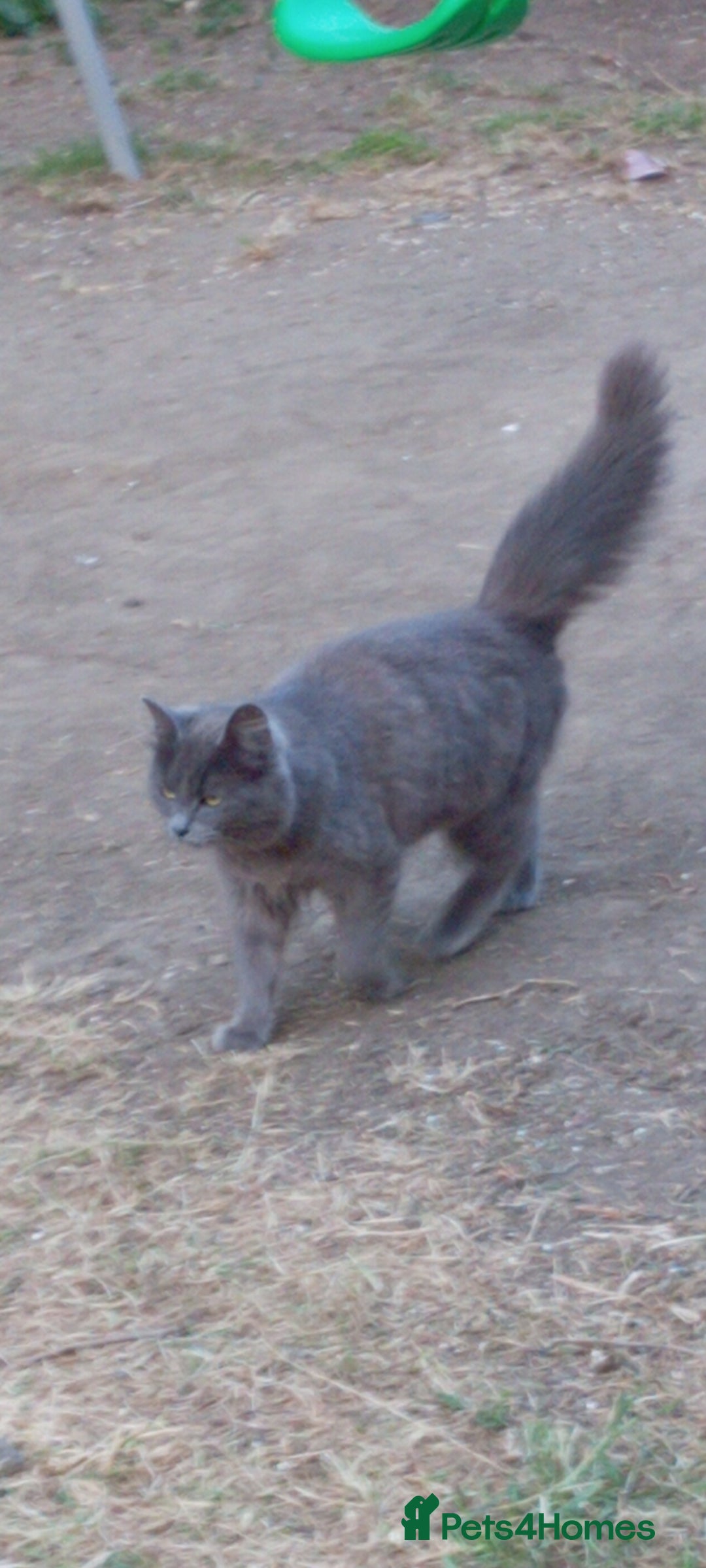 Maine Coon cats for sale: 2 year old female cat  - Image 2