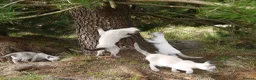 Siamese cats for sale: Adorable Siamese Kittens - Advert 13