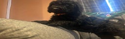 Labradoodle dogs for sale: Beautiful F1B Labradoodle Puppies, Ready now - Advert 18