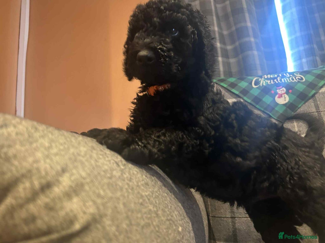 Labradoodle dogs for sale: Beautiful F1B Labradoodle Puppies, Ready now - Advert 18