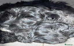 Cockapoo dogs for sale: Stunning Cockapoo pups  - Image 1