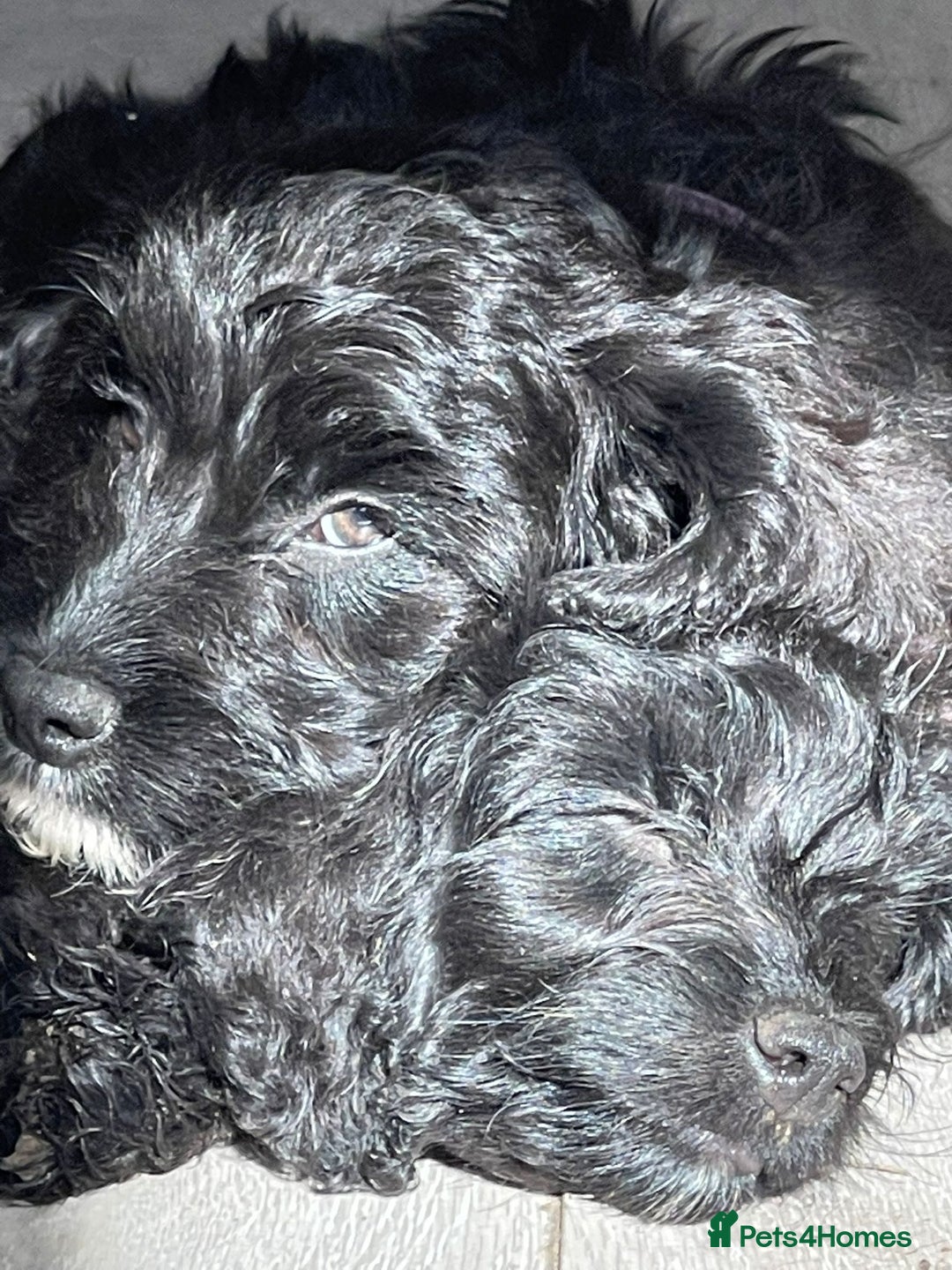 Cockapoo dogs for sale: Stunning Cockapoo pups  - Image 1