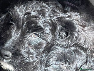 Cockapoo dogs - Advert 2