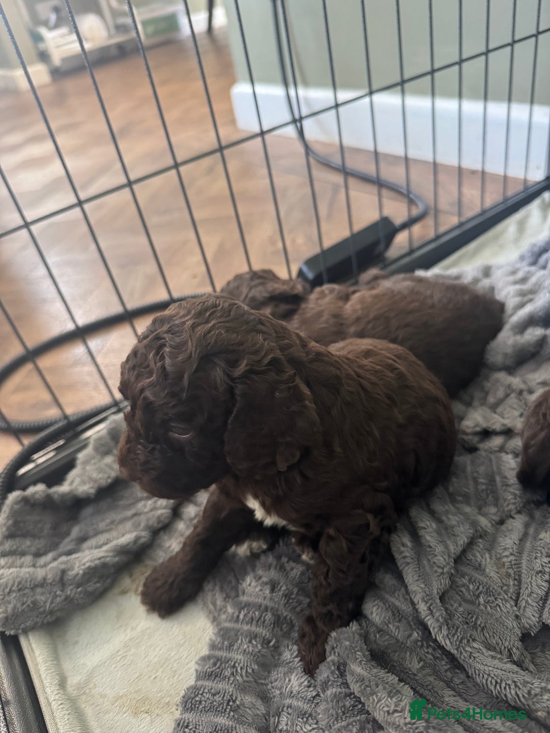 Cockapoo dogs for sale: Adorable chocolate cockapoos  - Image 6