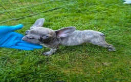 French Bulldog dogs for sale: Adorable French Bulldog Puppies For Sale - Image 5