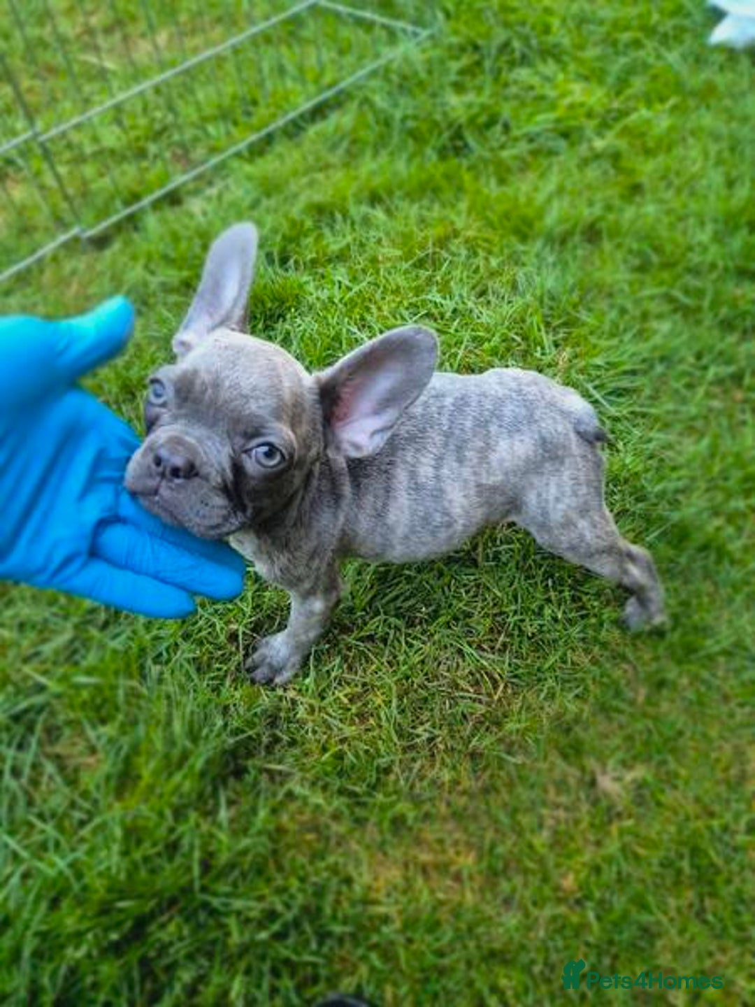 French Bulldog dogs for sale: Adorable French Bulldog Puppies For Sale - Image 5