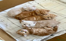 British Shorthair cats for sale: Pedigree Red&Cream kittens - Image 4