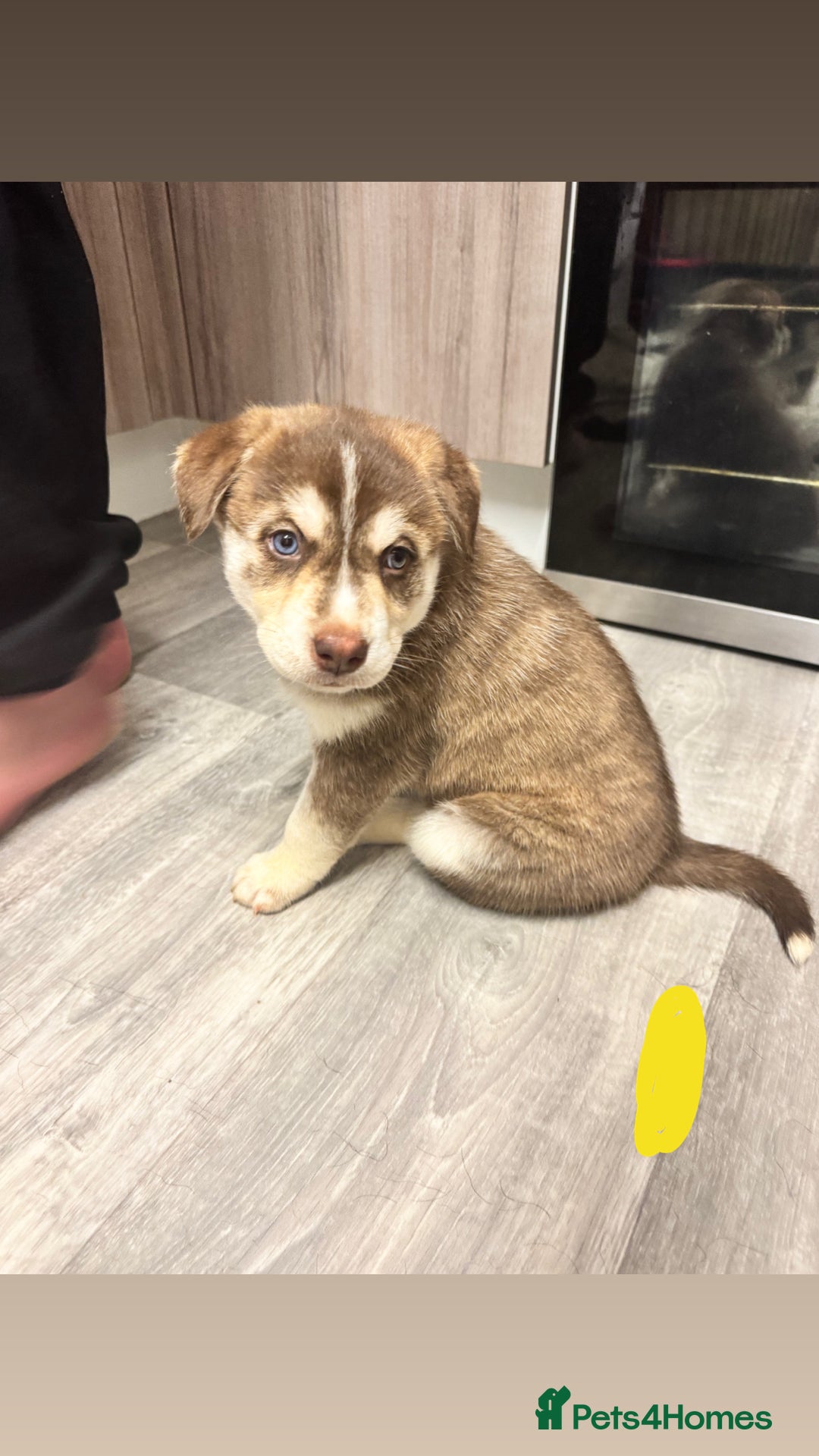 Mixed Breed dogs for sale: Beautiful huskadors - Advert 6