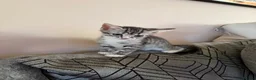 Bengal cats for sale: Beautiful baby kitten❤️ - Advert 18