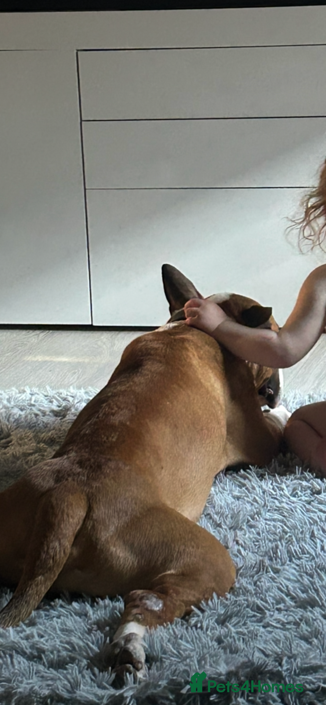 English Bull Terrier dogs for sale: 3 year old English bull terrier  - Image 2