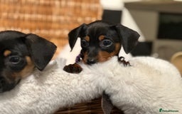 Mixed Breed dogs for sale: Stunning daxijacks ready now  - Image 12