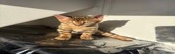 Bengal cats for sale: TICA Female Brown Golden Bengal - Advert 1