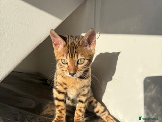 Bengal cats TICA Female Brown Golden Bengal - Advert 3