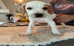 Pointer dogs for sale: KC reg Pointer Puppy - Image 2