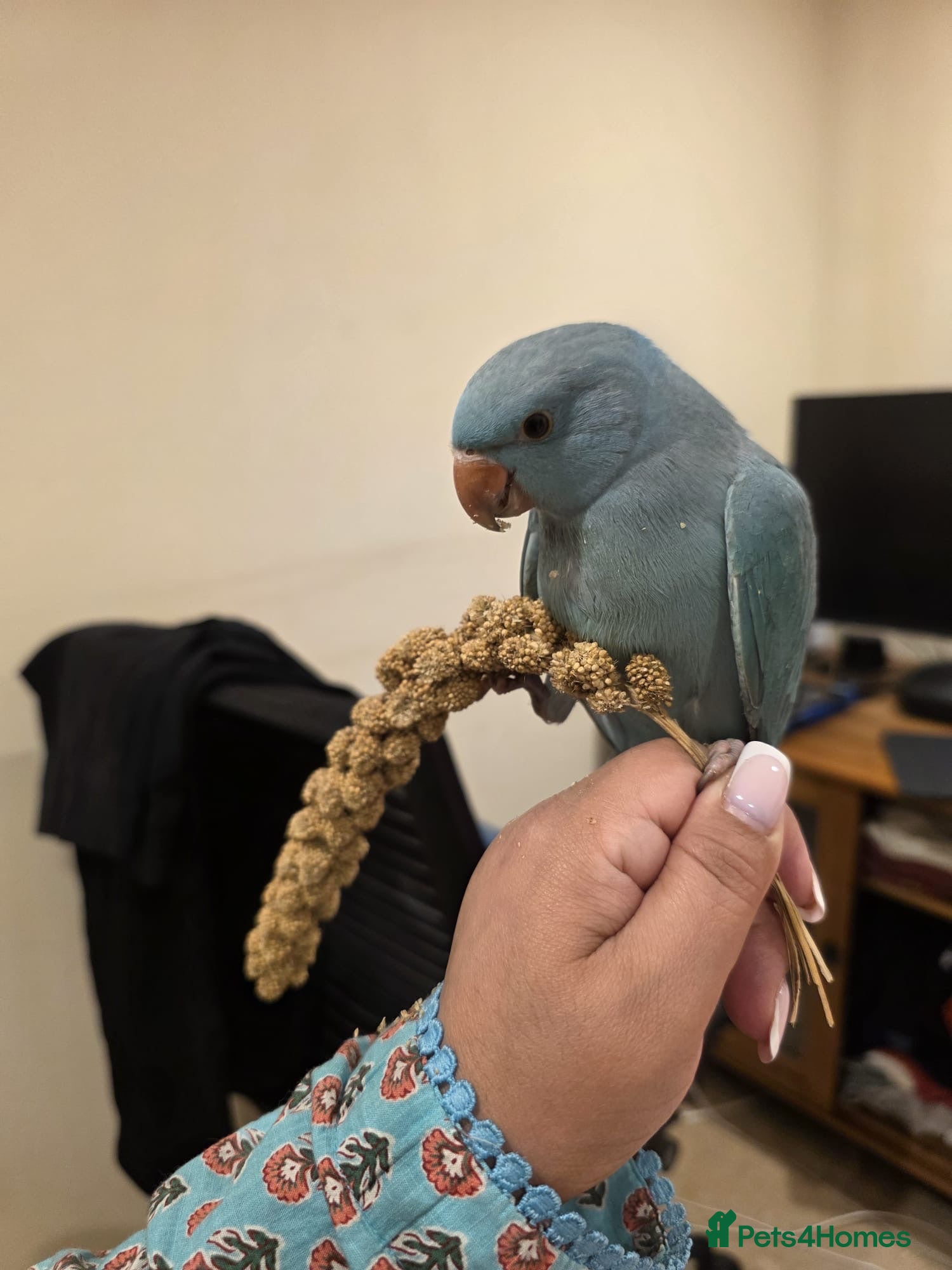 Ringnecks birds Blue Indian Ringneck Parrot Hand Tame - Advert 2