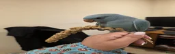 Ringnecks birds for sale: Blue Indian Ringneck Parrot Hand Tame in Birmingham - Advert 2