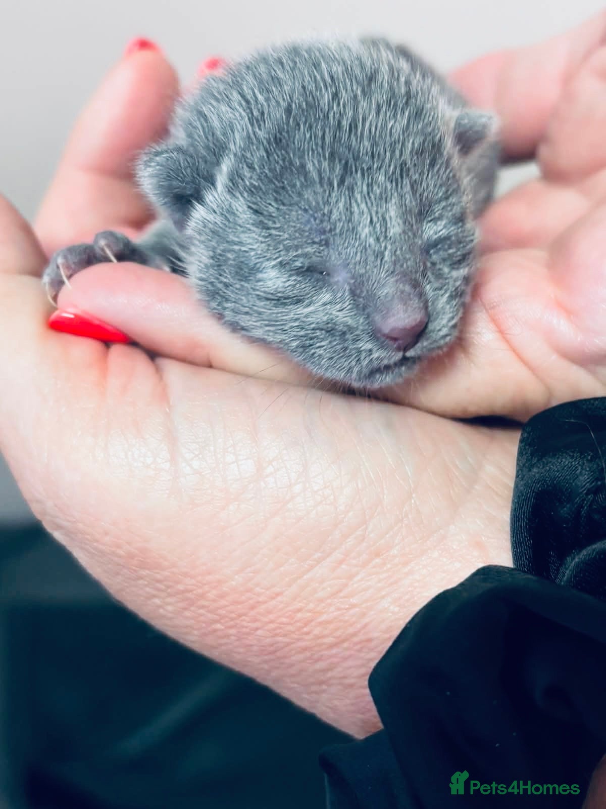 Russian Blue cats for sale: Pure Breed Russian Blue Kittens - Advert 1