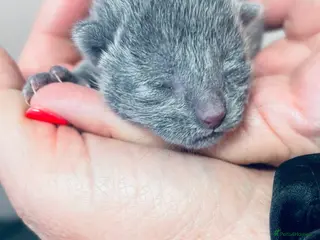 Russian Blue cats Pure Breed Russian Blue Kittens - Advert 2