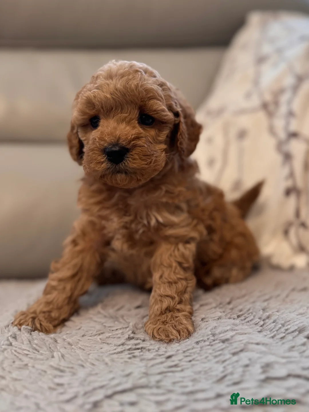 Cavapoo dogs for sale: Beautiful Cavapoo puppies. DNA tested lines.  - Advert 2