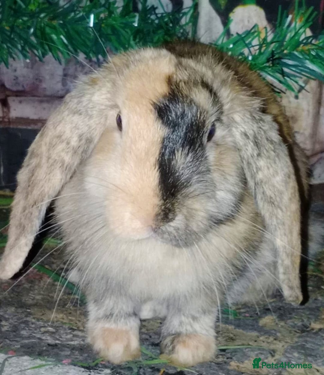 Tan rabbits for sale: Rabbits x2 both male brothers  - Image 5