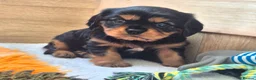 Cavalier King Charles Spaniel dogs for sale: Cavalier King Charles Puppy  in Attleborough - Advert 4