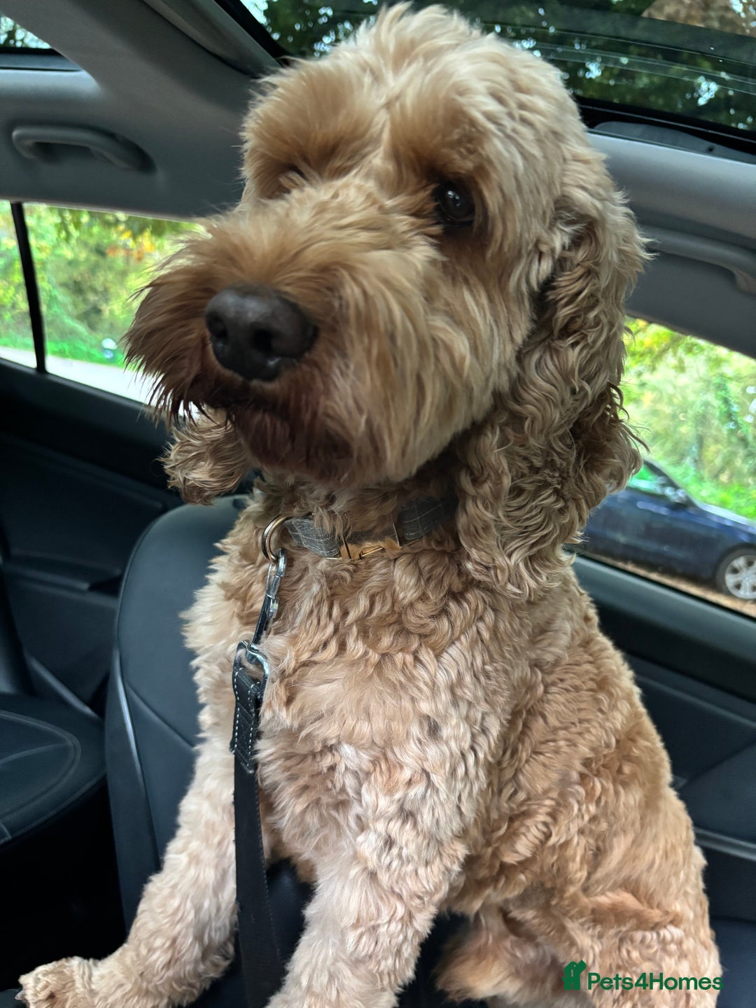 Cockapoo dogs for stud: Cockerpoo for stud  - Advert 4