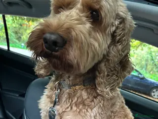 Cockapoo dogs Proven F1 Cockapoo stud available- health tested - Advert 4