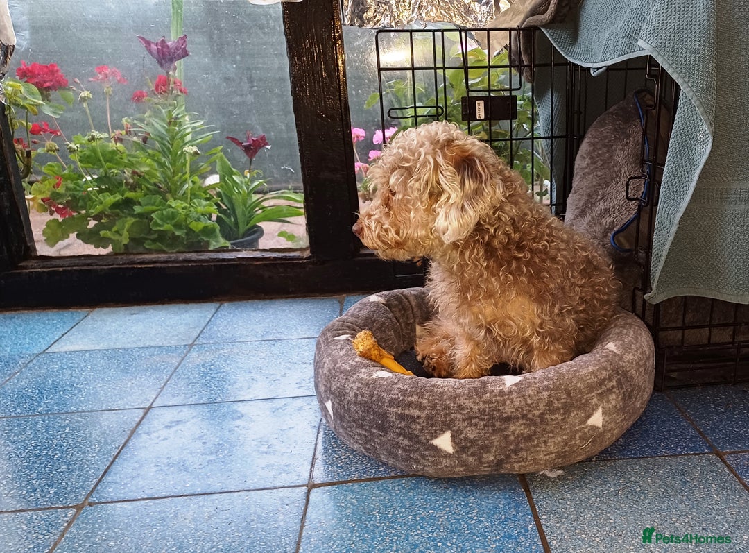 Yorkiepoo dogs for adoption: M.&K. - two inseparable friends for a Loving Home - Image 9