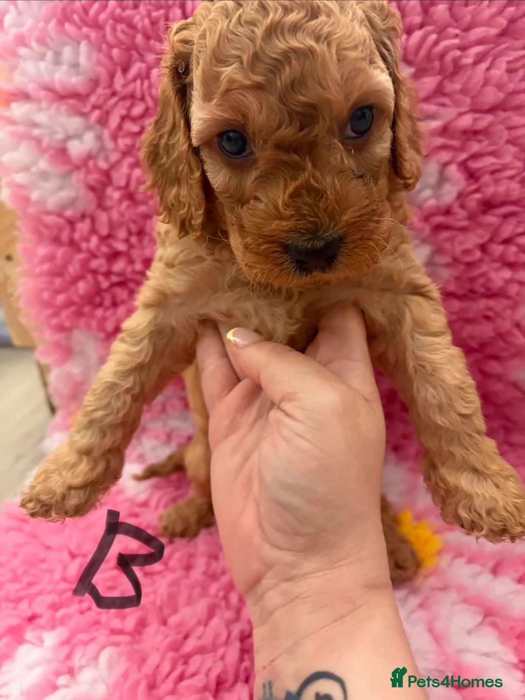 Cockapoo dogs for sale: 5 beautiful multigen cockapoos - Advert 7