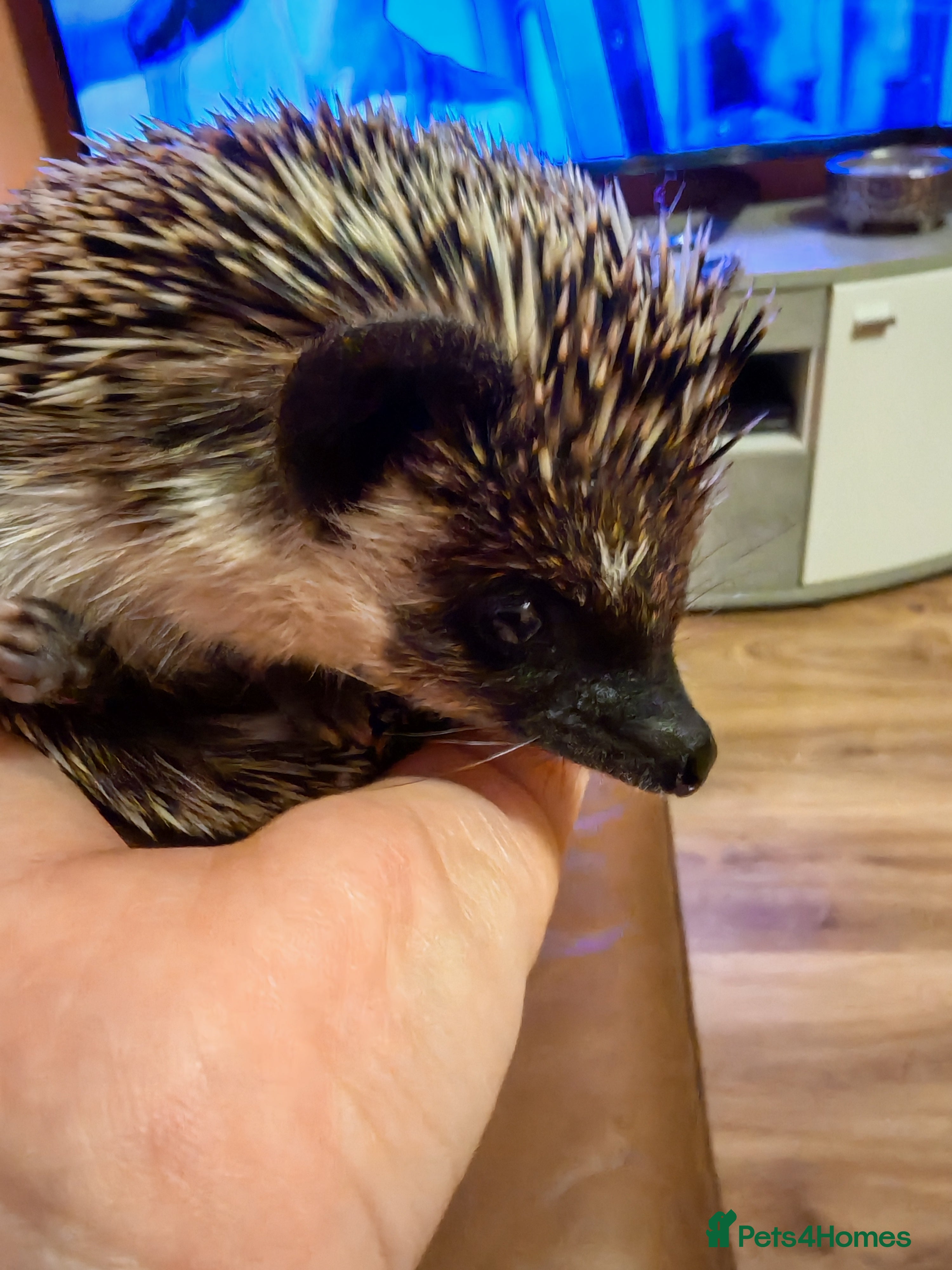 Pygmy Hedgehog rodents African Pygmy Hedgehog  - Advert 1