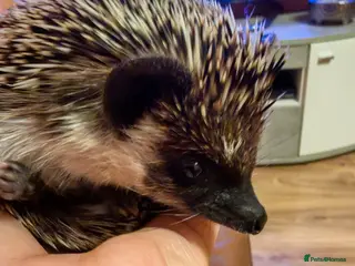 Pygmy Hedgehog rodents African Pygmy Hedgehog - Advert 1