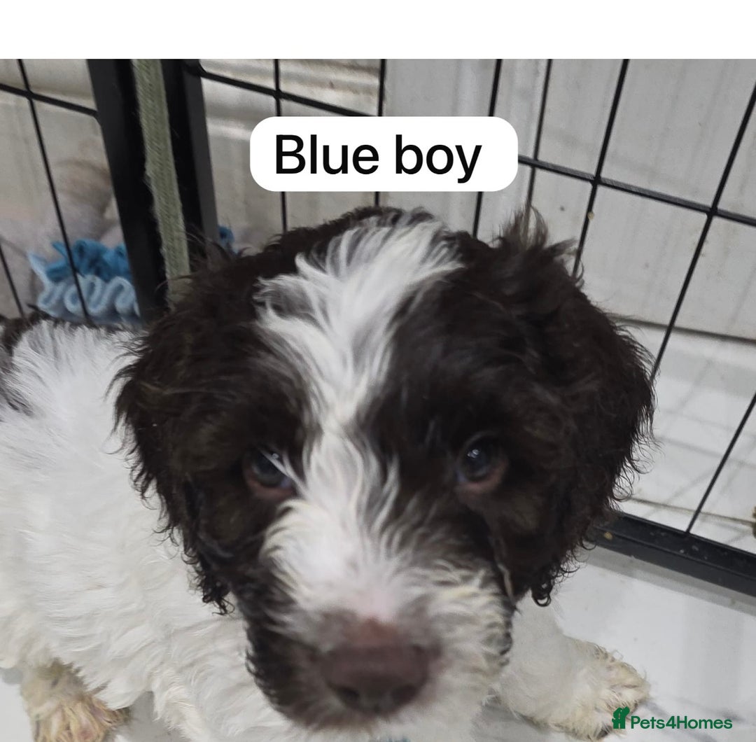 Mixed Breed dogs for sale: Cockapoo puppies  - Advert 9