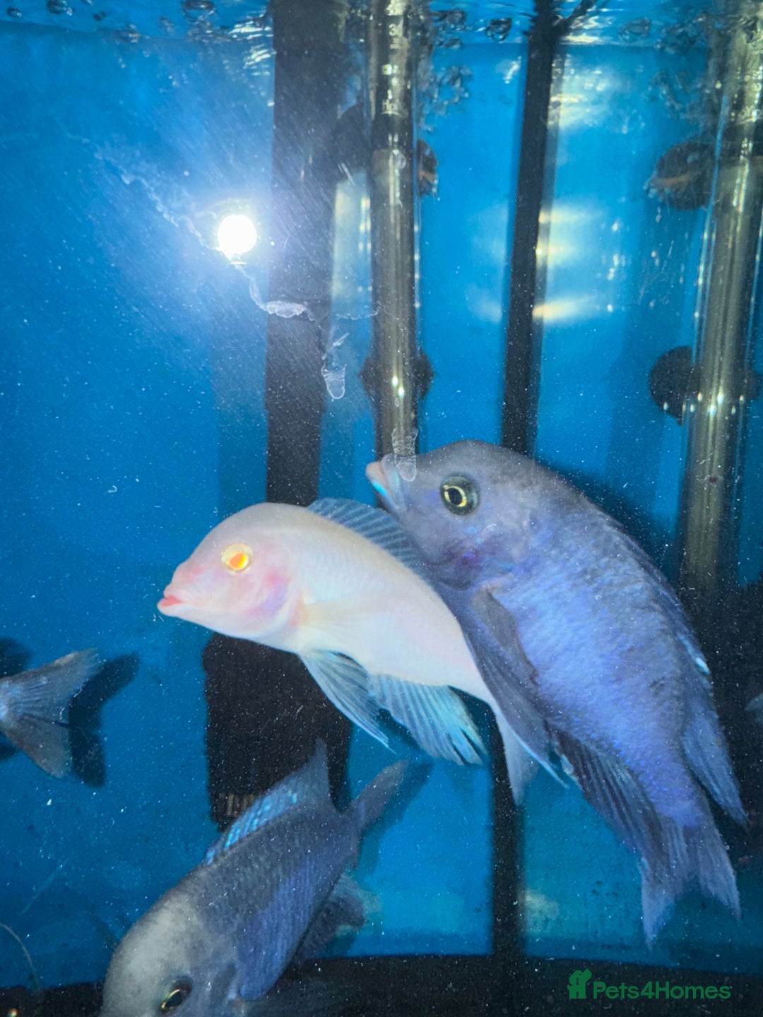 Cichlids fish for sale: Dolphin Malawi - Advert 1