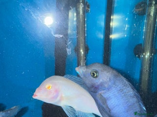 Cichlids fish Dolphin Malawi - Advert 1