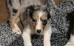 Border Collie dogs for sale: Merle Collie pups - Advert 2