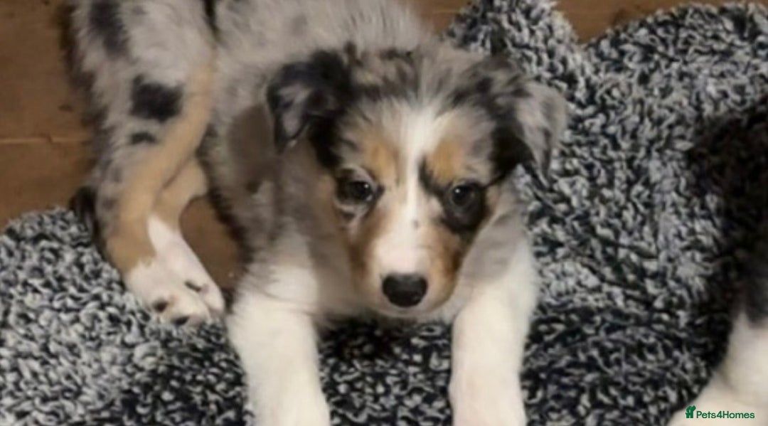 Border Collie dogs for sale: Merle Collie pups - Advert 2